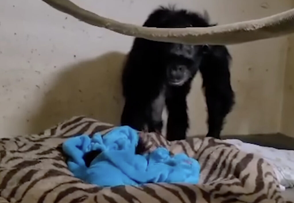 Emotional moment chimpanzee mother reunited with her baby