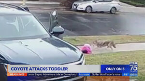 Video captures coyote attacking toddler in Woodland Hills - KTLA 5