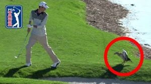 Birds, snakes and LOTS of gators | Best animal encounters at The Honda Classic