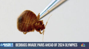 Bed bug infestation sweeps Paris with concerns the pests will spread beyond France