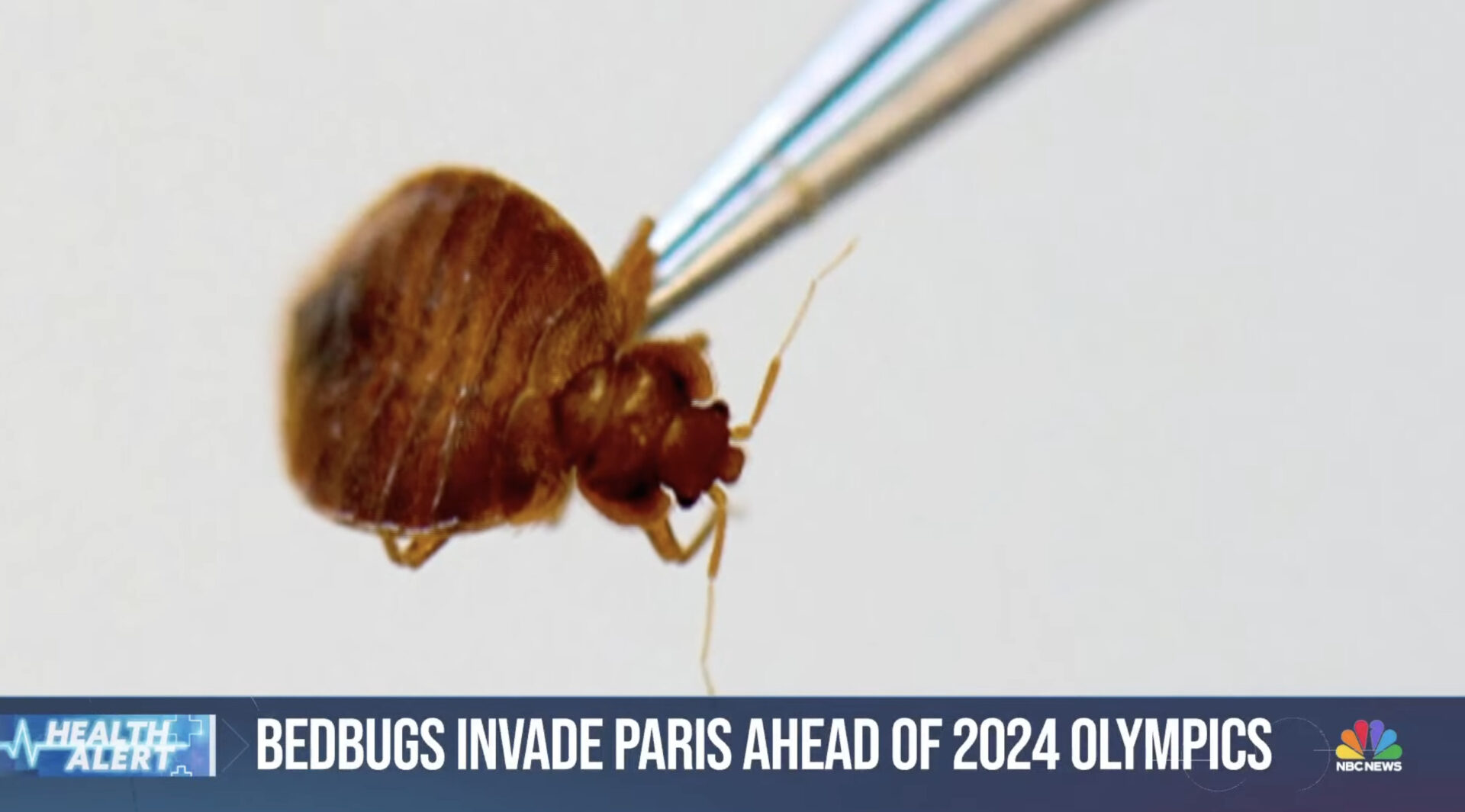 Bed bug infestation sweeps Paris with concerns the pests will spread