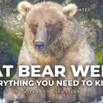 Fat Bear Week 2023: Everything You Need to Know