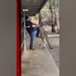Tourist fights off feisty kangaroo in Australia