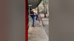Tourist fights off feisty kangaroo in Australia