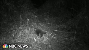 Long-lost echidna species seen for first time in over 60 years
